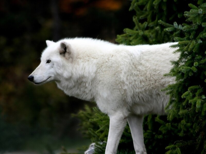 White Arctic Wolf — Natural