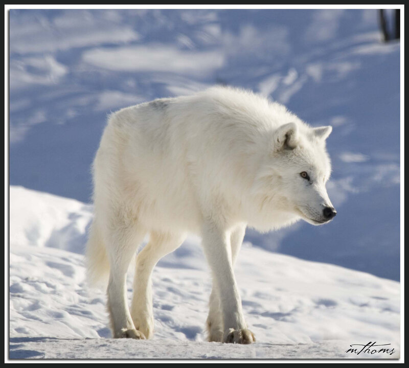 White Arctic Wolf — Serene, Winter, Photograph