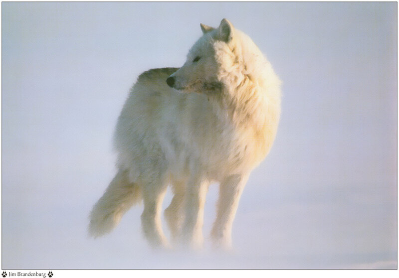 White Arctic Wolf — Serene, Winter