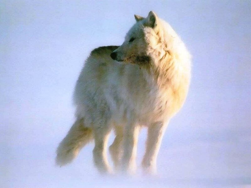 White Arctic Wolf