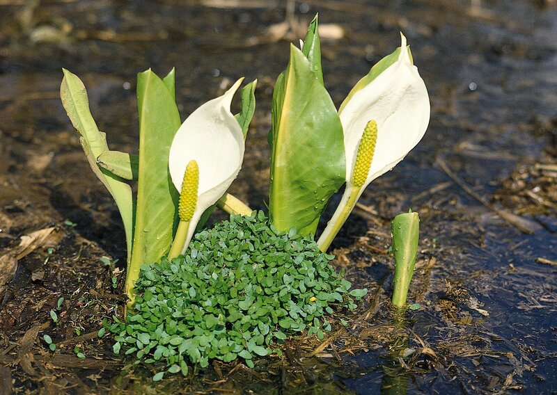 White arum lilies in wetland