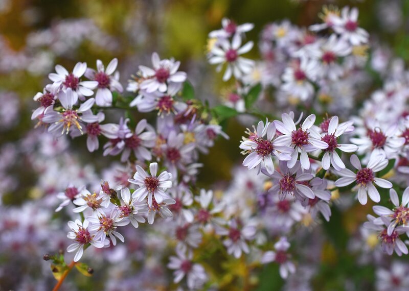 White Aster Flowers — Calm