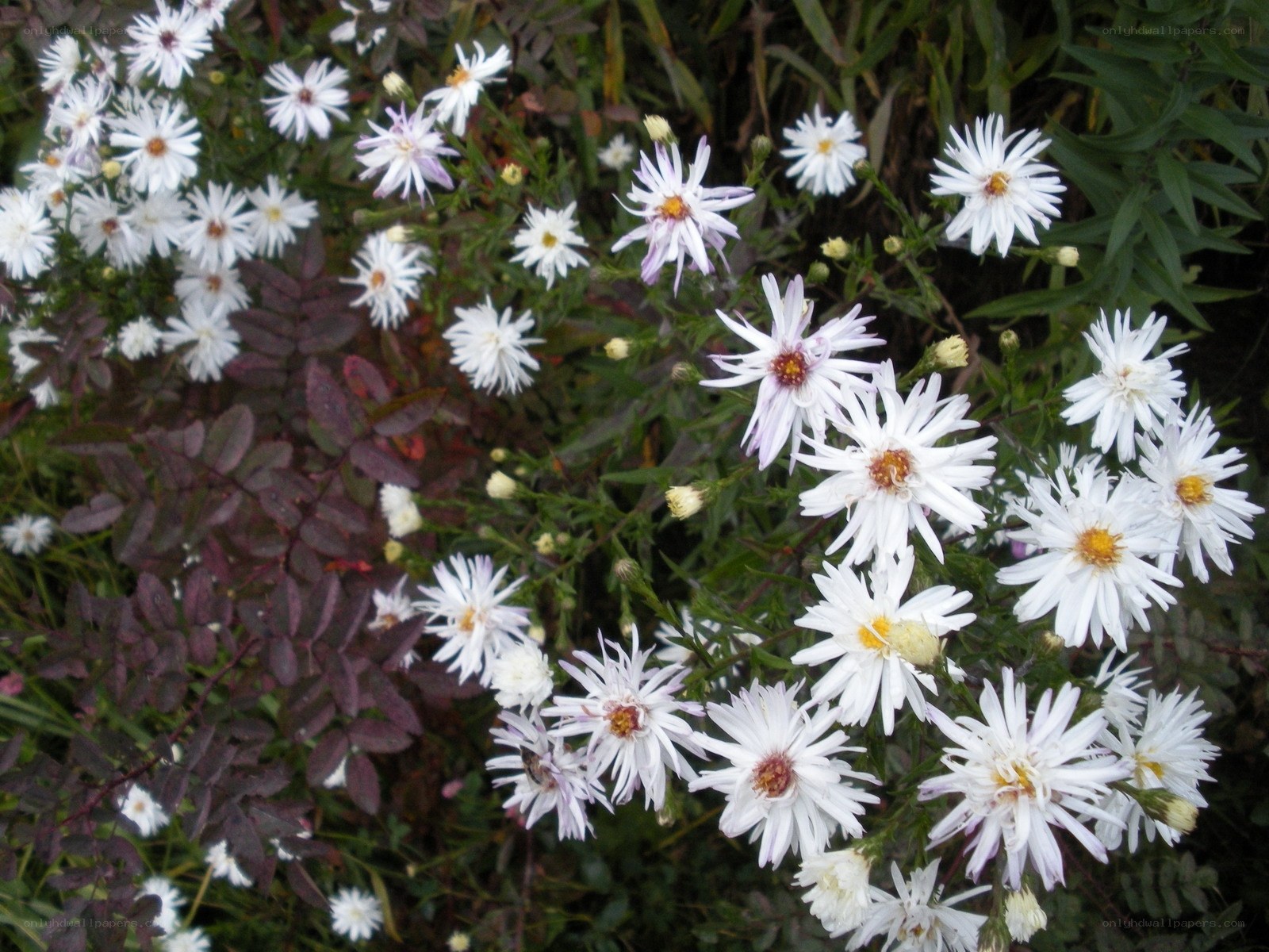 White aster flowers in garden
