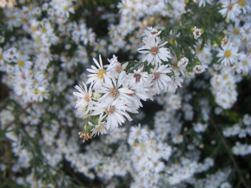 White Aster Flowers