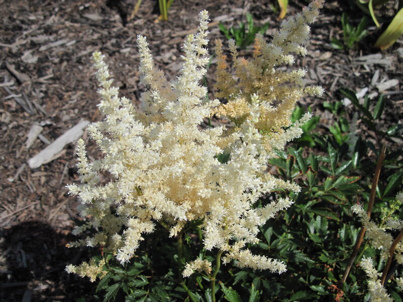 White Astilbe Flowers