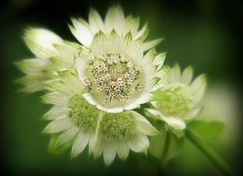 White Astrantia Flowers — Serene