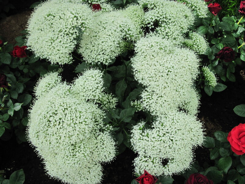 White Astrantia Flowers