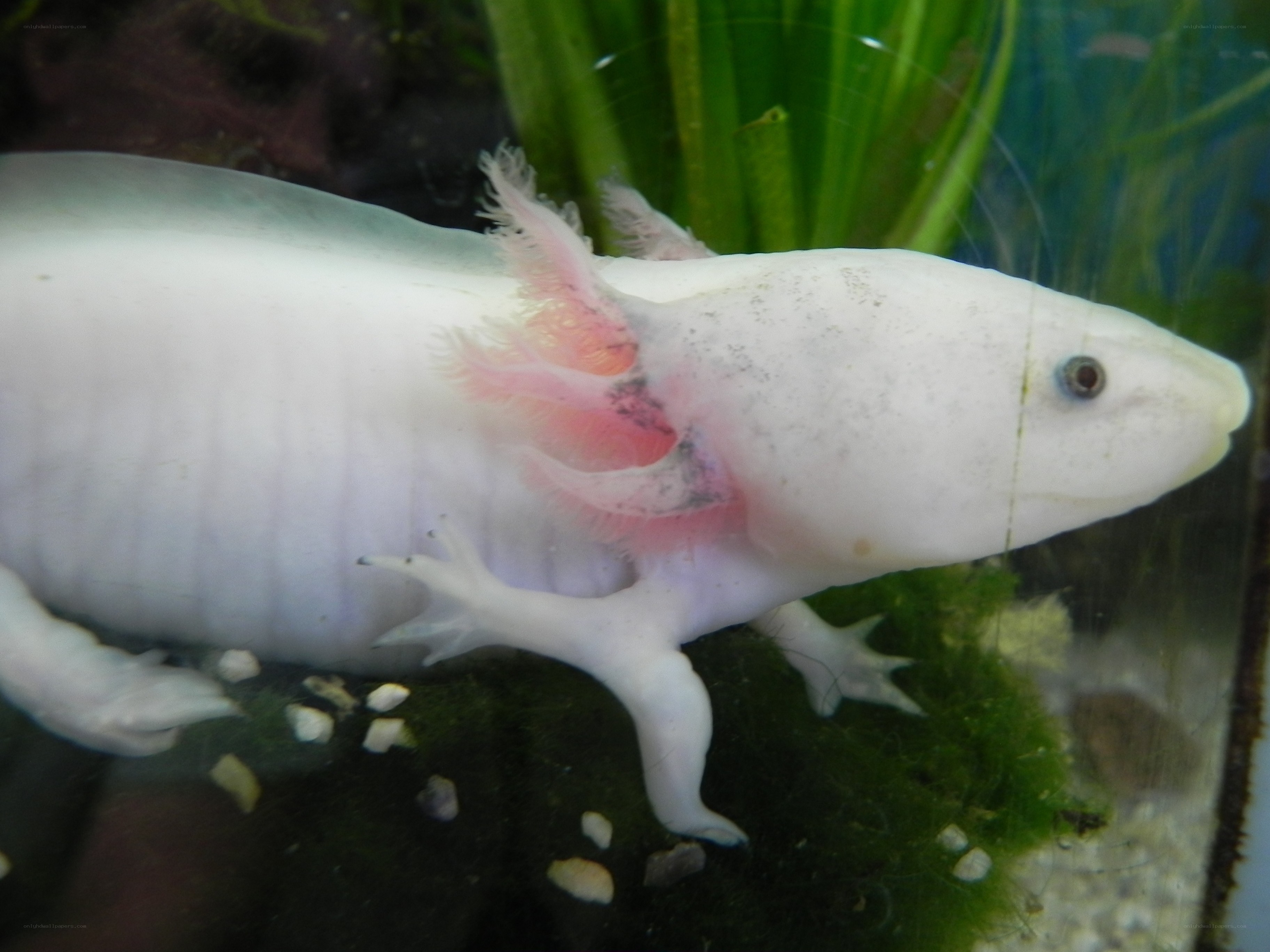 white axolotl in aquarium