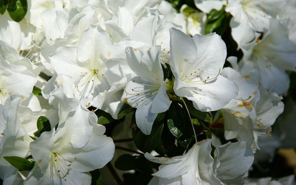 White azalea blossoms in bloom