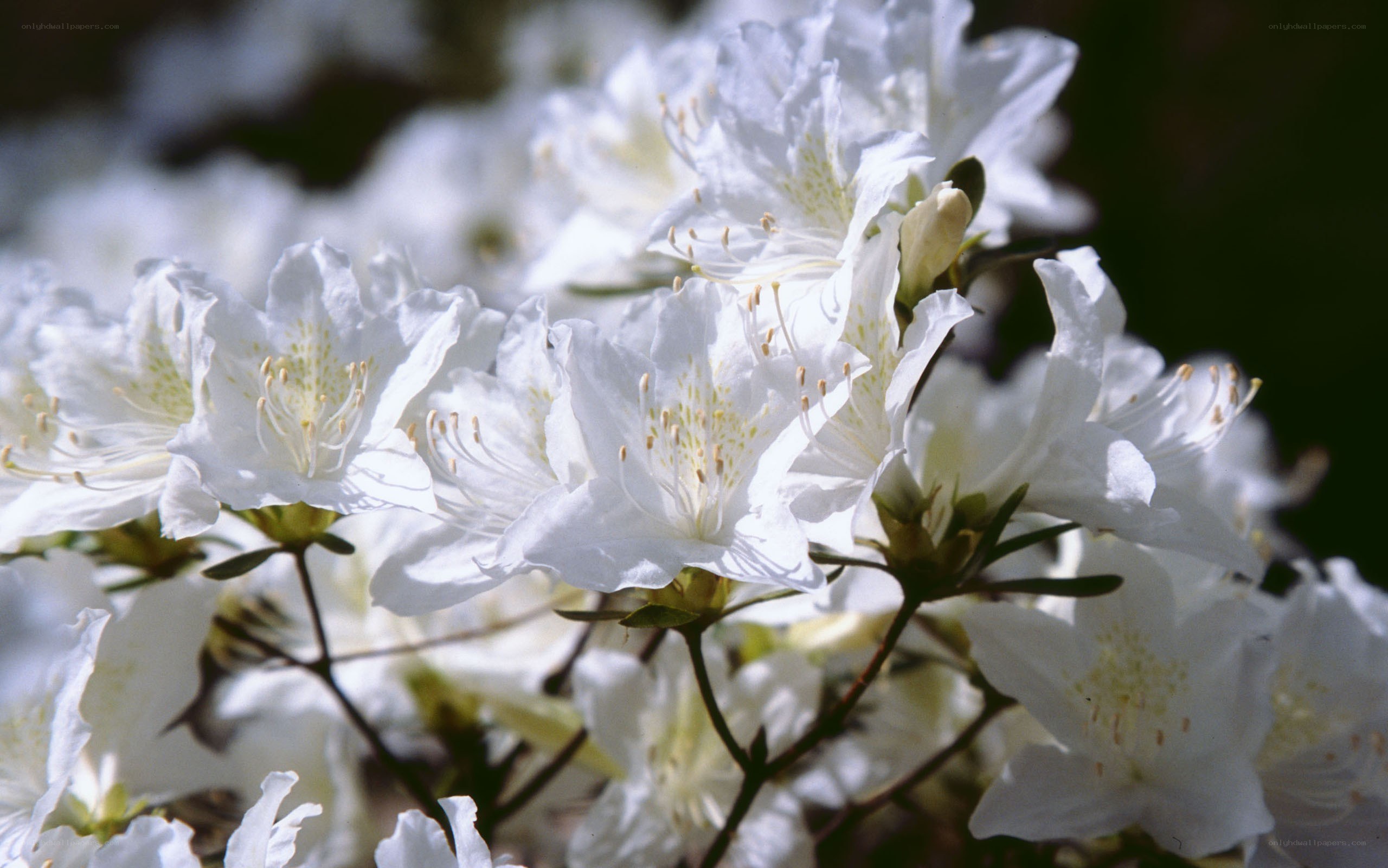 White azalea blossoms in bloom