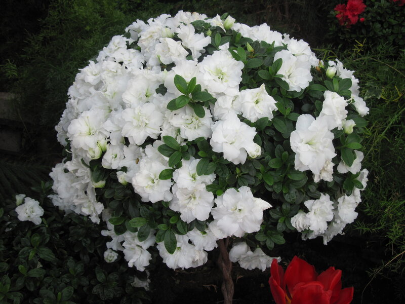 White Azalea Bush — Calm