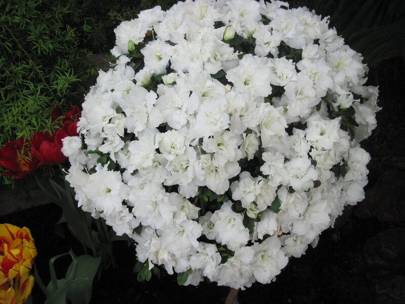 White Azalea Bush