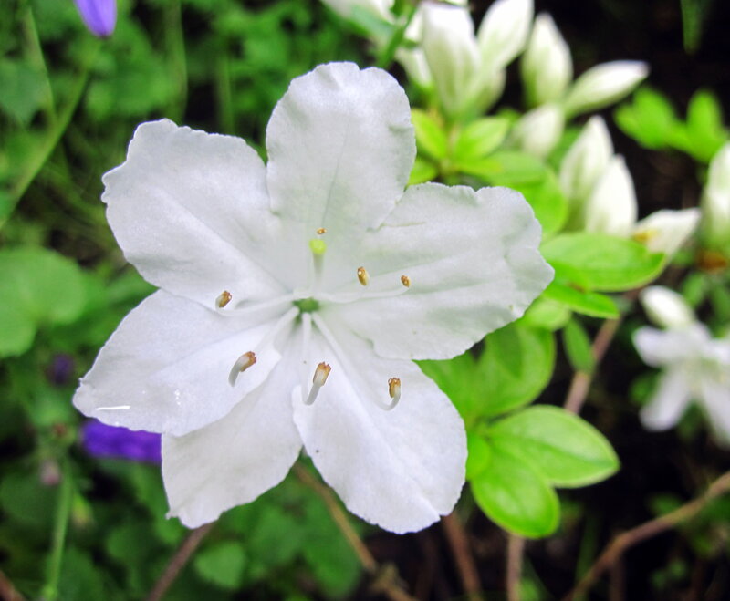 White Azalea Flower