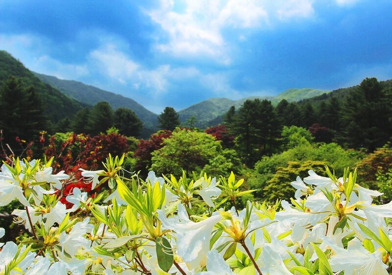 White Azalea Flowers — Blue