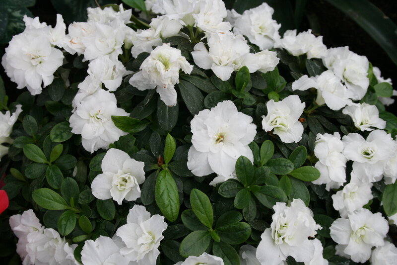 White Azalea Flowers — Calm, Photograph