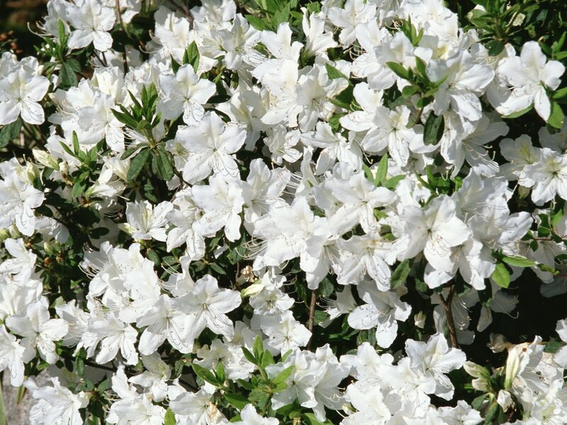White Azalea Flowers — Calm, Spring, Photograph, Green Leaves, Bush