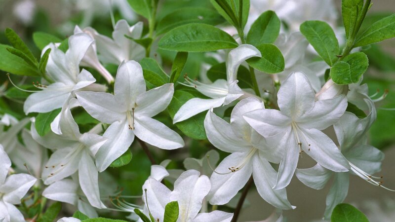 White Azalea Flowers — Calm, Spring, Photograph, Green Leaves, Stamen