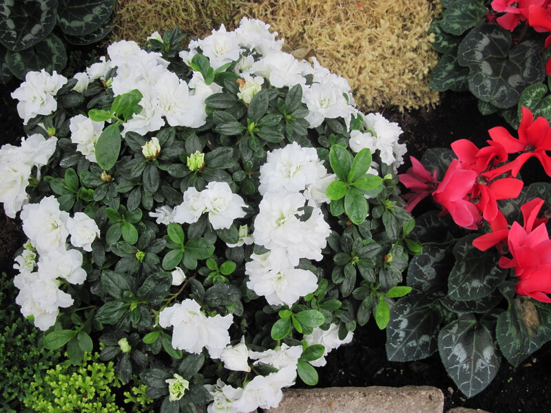 White Azalea Flowers — Calm, Spring, Photograph, Red Cyclamen