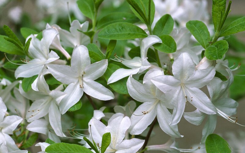 White Azalea Flowers — Calm, Spring, Photograph
