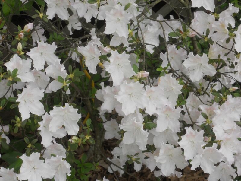 White Azalea Flowers — Calm, Spring