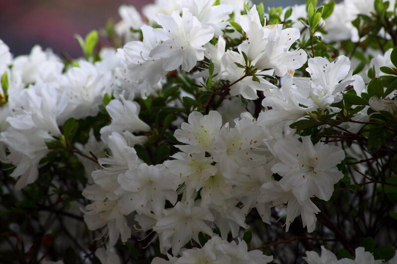 White Azalea Flowers — Calm