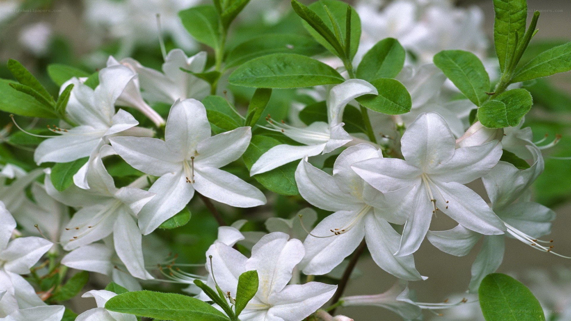 white azalea flowers in bloom