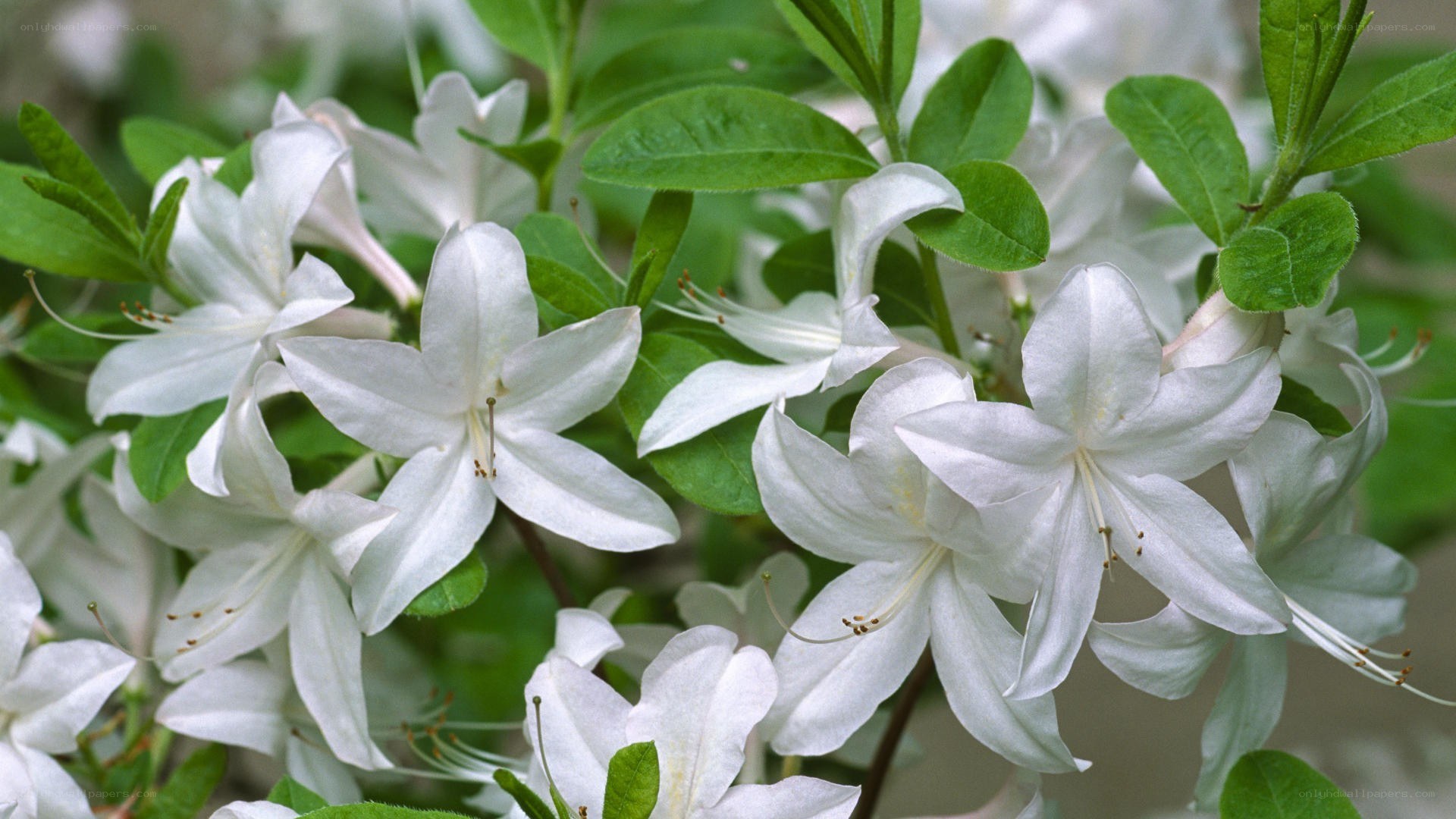 white azalea flowers in bloom