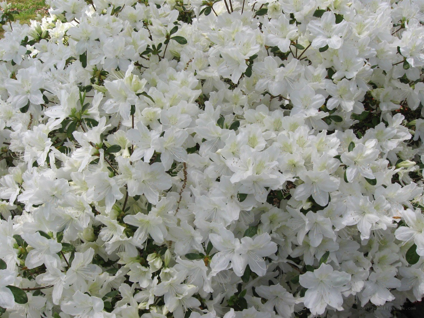 white azalea flowers in bloom
