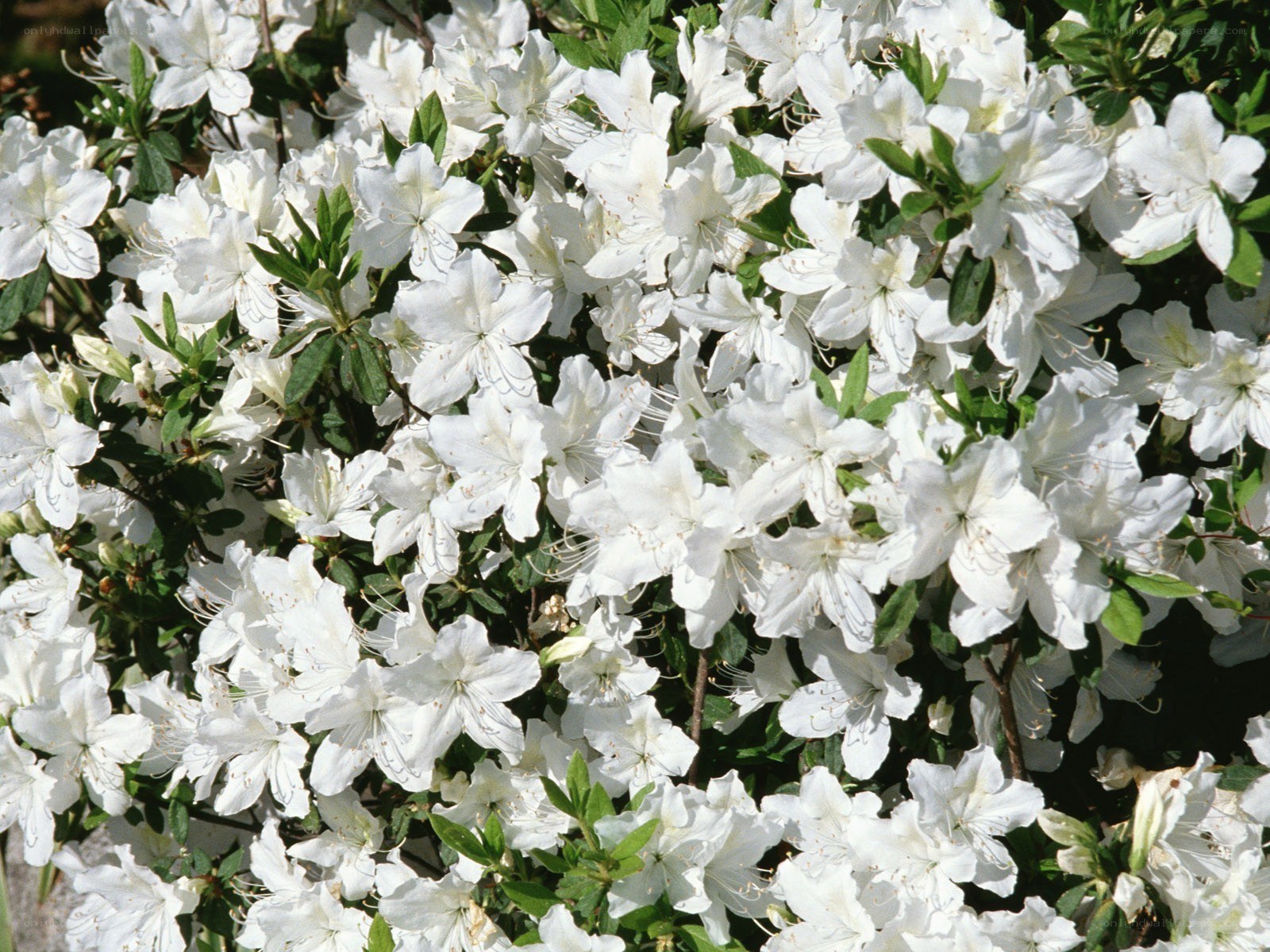 White azalea flowers in bloom