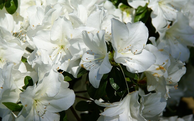 White Azalea Flowers — Serene, Afternoon