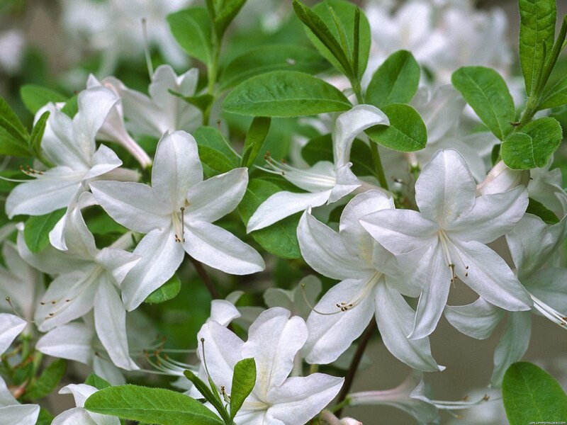 White Azalea Flowers — Serene