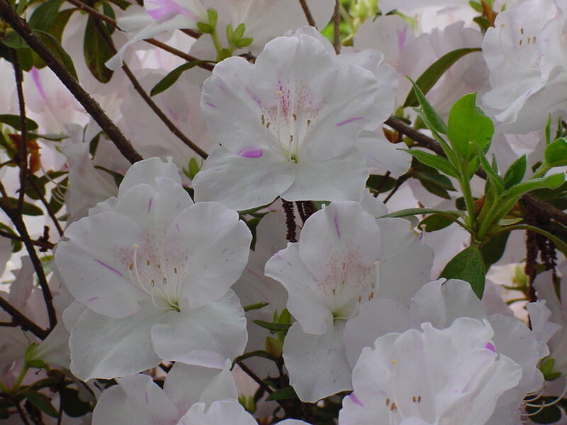 White Azalea Flowers