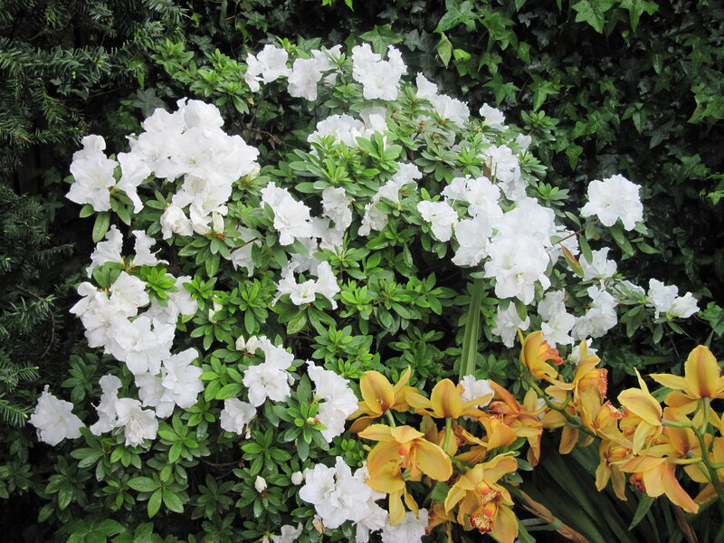 White Azaleas and Yellow Orchids