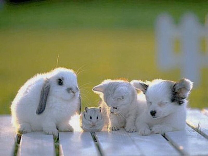White Baby Animals