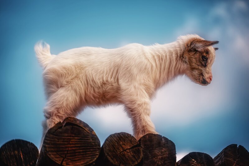 White Baby Goat — Blue