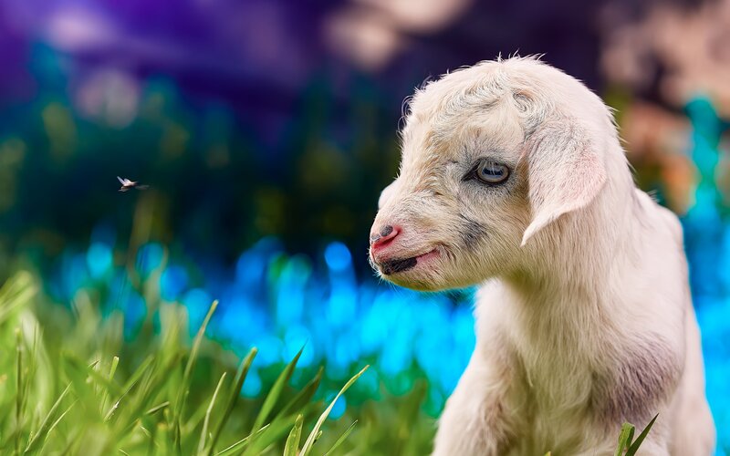 White Baby Goat — Green, Calm