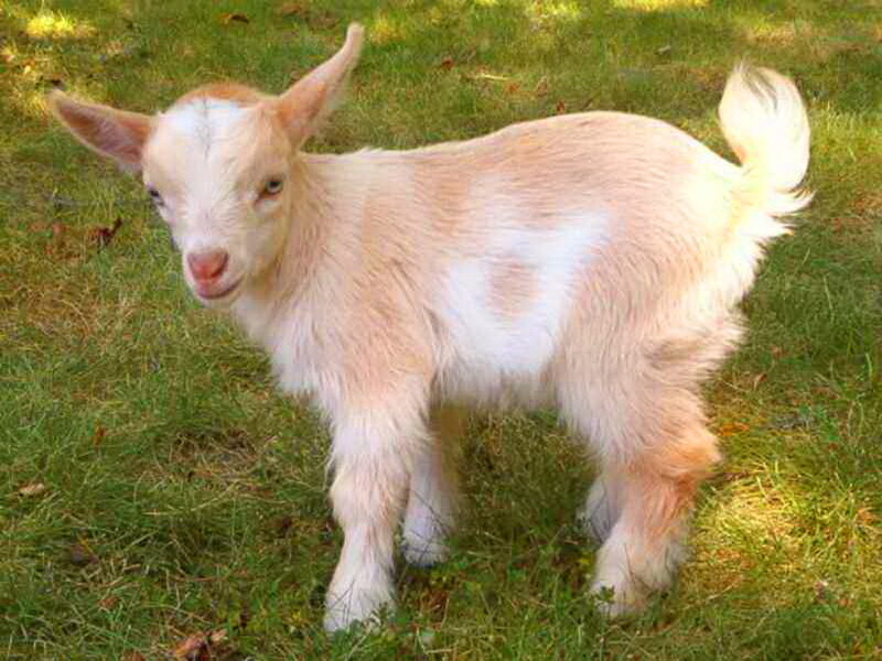 White Baby Goat — Green