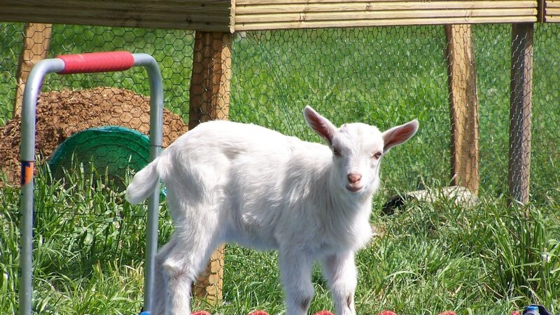 White baby goat in a pen