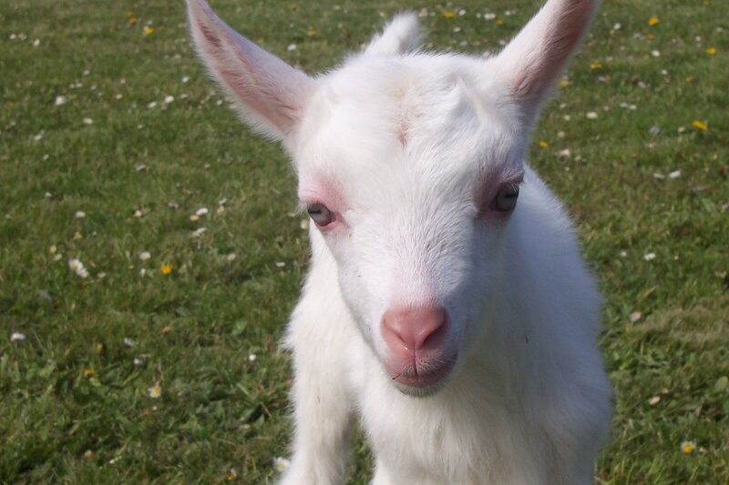 white baby goat in grass