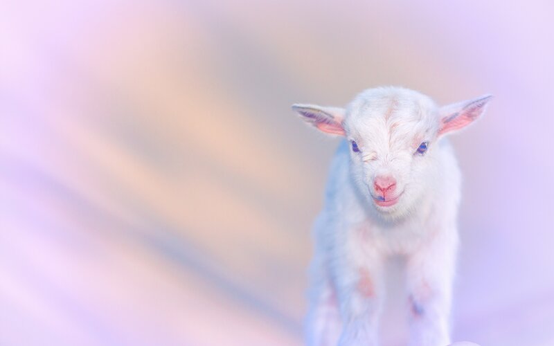 White Baby Goat — Serene