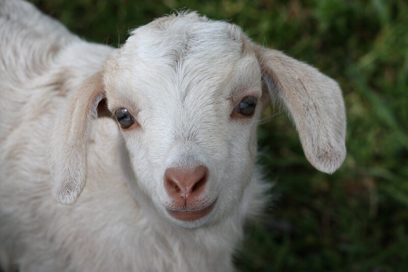 White Baby Goat
