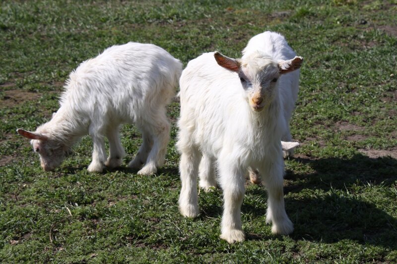White Baby Goats