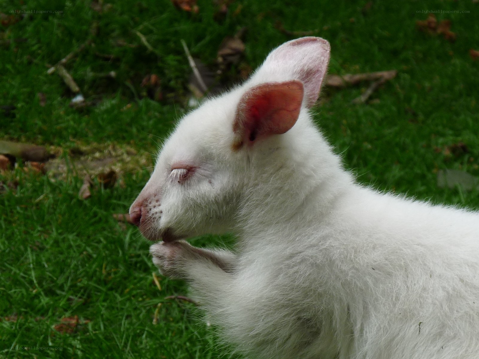 white baby kangaroo in grass