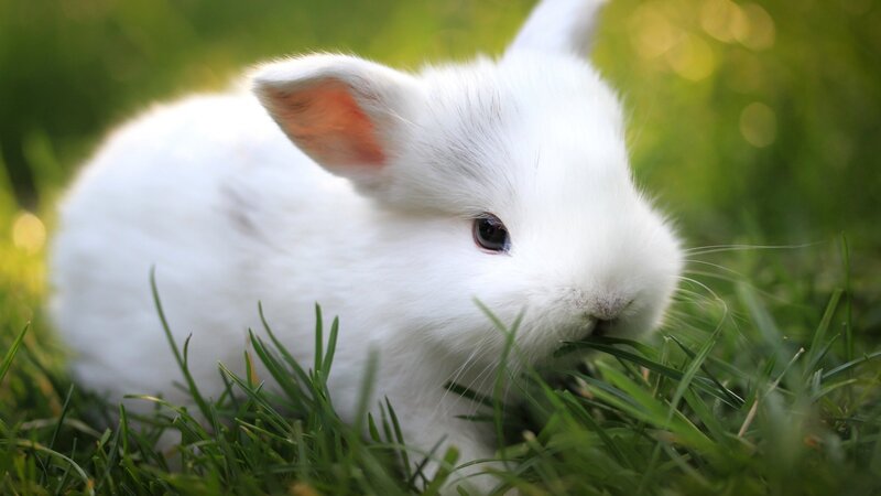 White Baby Rabbit — Afternoon