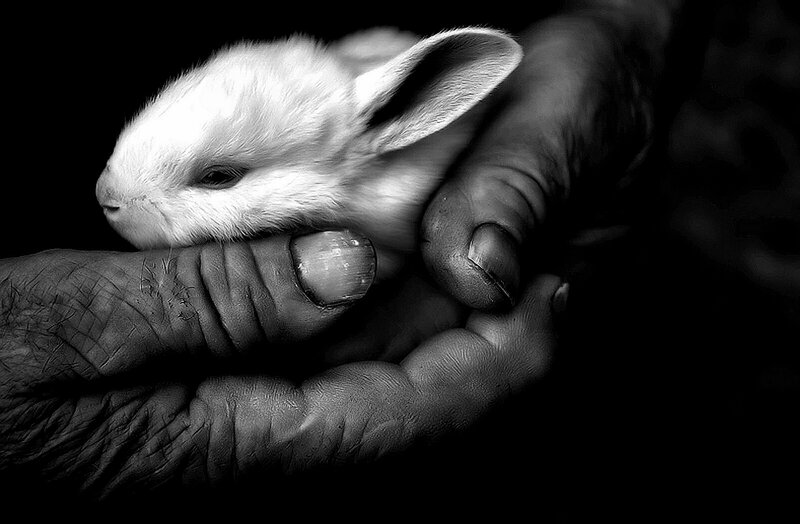 White Baby Rabbit — Black