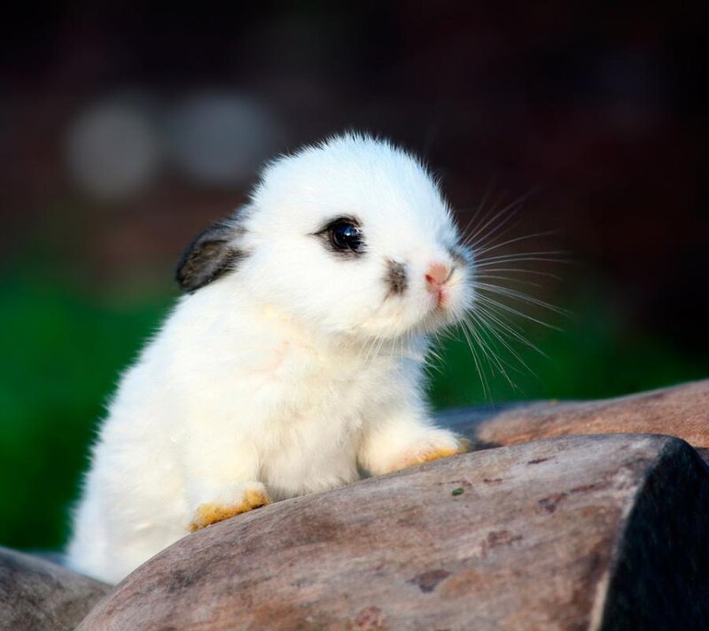 White Baby Rabbit — Calm, Afternoon, Photograph, Log