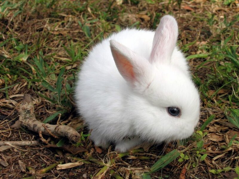 White Baby Rabbit — Calm, Afternoon, Photograph
