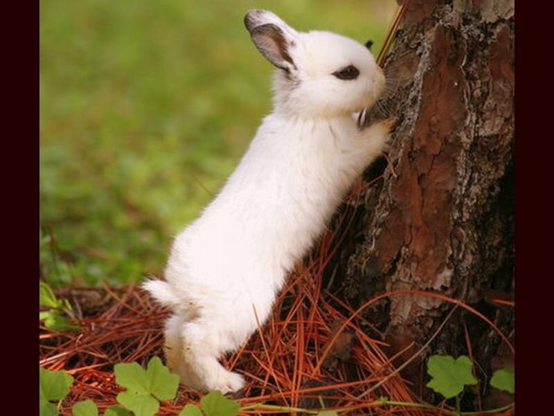 White Baby Rabbit — Calm, Afternoon, Photograph, Tree