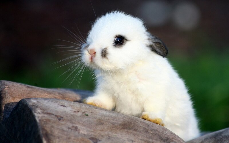 White Baby Rabbit — Calm, Afternoon, Photograph, Wood