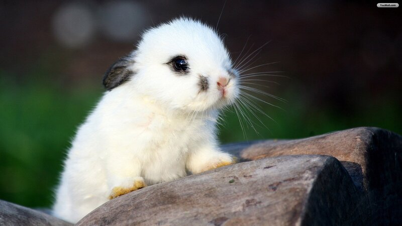 White Baby Rabbit — Calm, Afternoon, Photograph, Wooden Log